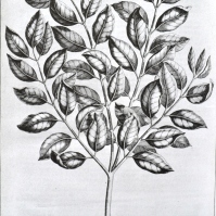 Pohon Cendana