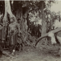 Raja Roga Ngole (Kiri depan) dari Nageh-Keo (Nagakeo) dan seekor kerbau yang akan dikorbankan dalam upacara adat di Boawae. Foto ini adalah koleksi G.P. Rouffaer, diambil sekitar tahun 1920. [Sumber: KITLV]